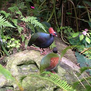 Roulroul Partridge 2-18-09