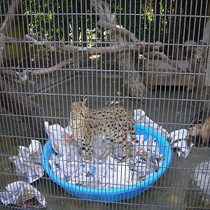 Serval 2-18-09