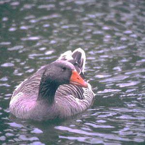 Graylag Goose