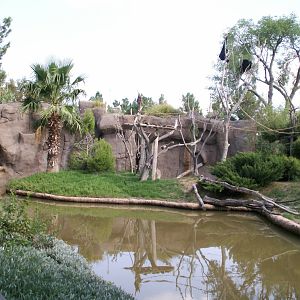 siamang island (mixed with malayan tapir)