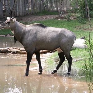 Nilgai