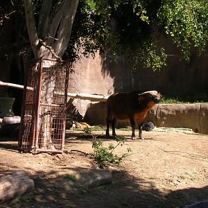 Forest Buffalo 2-19-09