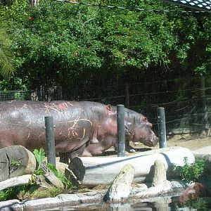 Hippopotamus 2-19-09