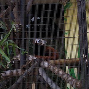 Red Panda 2-19-09
