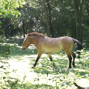 Przewalski's Horse (one of the 2 males)
