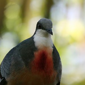Bleeding Heart Pigeon