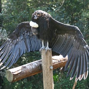 Andean Condor female