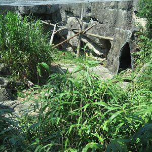Dhole / Sunbear Enclosure