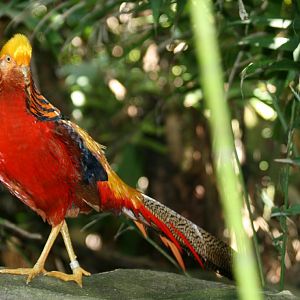 Golden Pheasant