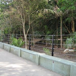 Cassowary Exhibit