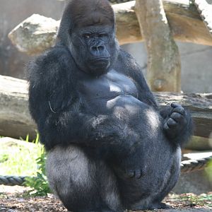 A noisy child disturbs Kibabu