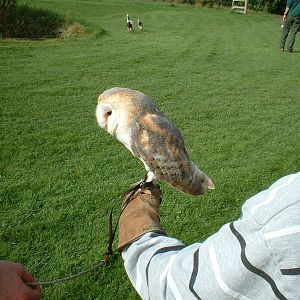 Barn owl at The Hawk Conservancy in Andover, 12 October 2008