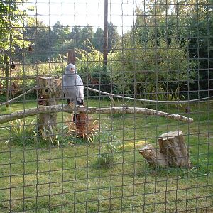 African Harrier Hawk at The Hawk Conservancy in Andover, 12 October 2008