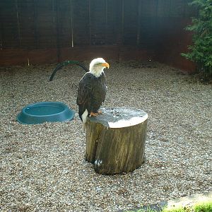 Bald eagle at The Hawk Conservancy in Andover, 12 October 2008