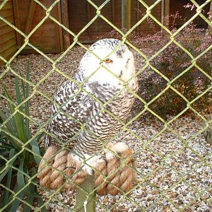 Snowy owl at The Hawk Conservancy in Andover, 12 October 2008