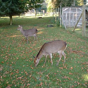 Deer at The Hawk Conservancy in Andover, 12 October 2008