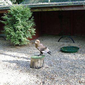 Bateleur eagle at The Hawk Conservancy in Andover, 12 October 2008