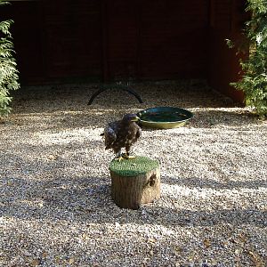 Steppe Eagle at The Hawk Conservancy in Andover, 12 October 2008