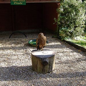Frodo the tawny eagle at The Hawk Conservancy in Andover, 12 October 2008