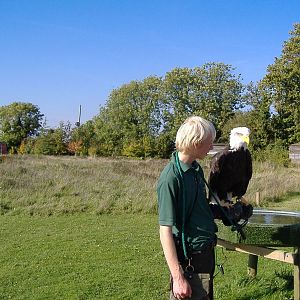 Bald eagle in Reg's Meadow at The Hawk Conservancy in Andover, 12 October 2