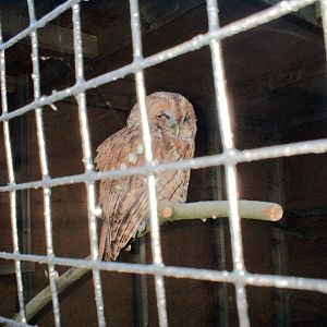 Tawny owl (I think) at The Hawk Conservancy in Andover, 12 October 2008