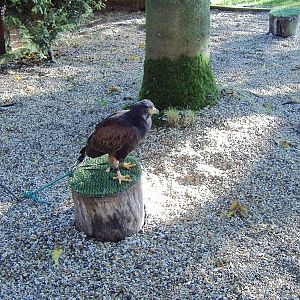Harris hawk at The Hawk Conservancy in Andover, 12 October 2008