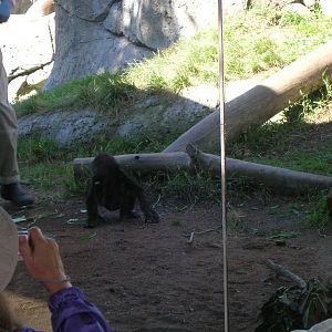 Baby Frank the Gorilla 2-20-09