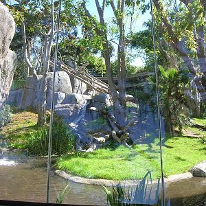 Gorilla Exhibit 2-20-09