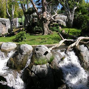 Gorilla Exhibit 2-20-09