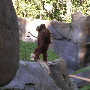 Orangutan 2-20-09