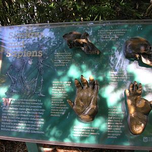 Simians and Sapiens Display 2-20-09
