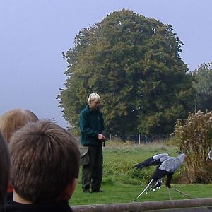 Secretary bird attacking rubber snake at The Hawk Conservancy in Andover, 1