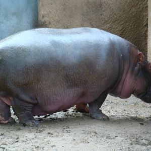 Hippopotamus