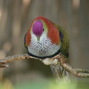 Superb Fruit Pigeon male booming