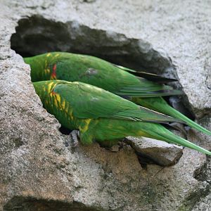 Scaly-breasted Lorikeet pair inspecting a hole in the rock