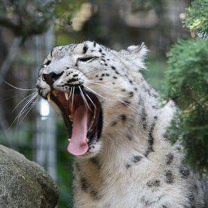 Snow Leopard yawn