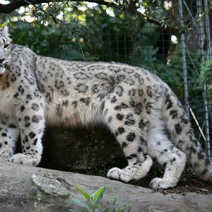 Snow Leopard