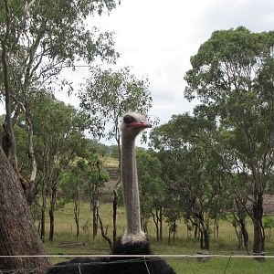 Feb 09 - Ostrich