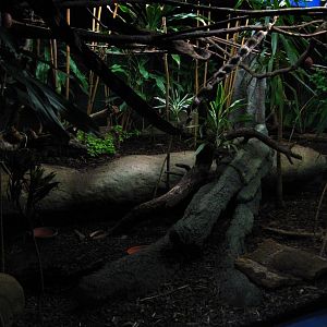 Southeast Asia Enclosure (Nocturama)