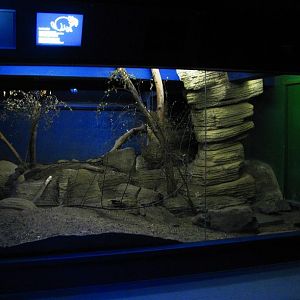Plains Viscacha Enclosure (Nocturama)