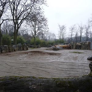 Elephant Bull Exhibit