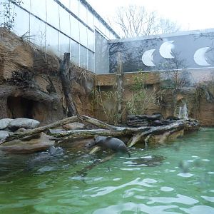 Giant otter Pool