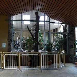 Clouded Leopard Exhibit in the Lion House