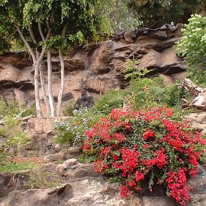Gorilla at Loro Parque in Tenerife, 16 May 2004