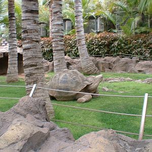 Giant Tortoise at Loro Parque in Tenerife, 16 May 2004
