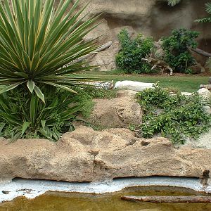 Saba and Prince the Bengal tigers at Loro Parque in Tenerife, 16 May 2004