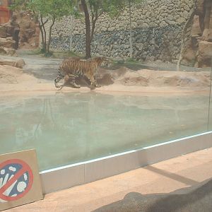 Bengal Tiger at Aguilas Jungle Park in Tenerife, 19 May 2004