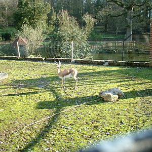 Dorcas Gazelle at Marwell Zoo, 12 February 2005