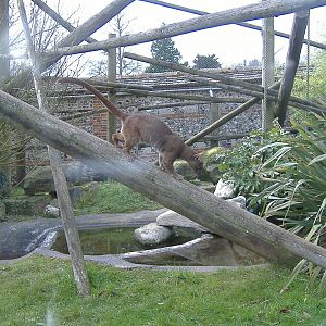Fossa at Marwell Zoo, 24 March 2008