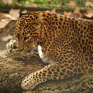 Sri-Lanka leopard